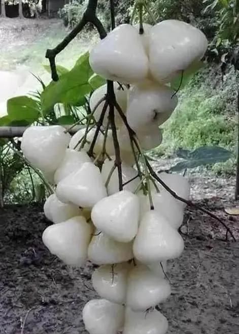 莲雾|南方这水果火了比蜂蜜还甜卖60元一斤,却少有人吃过