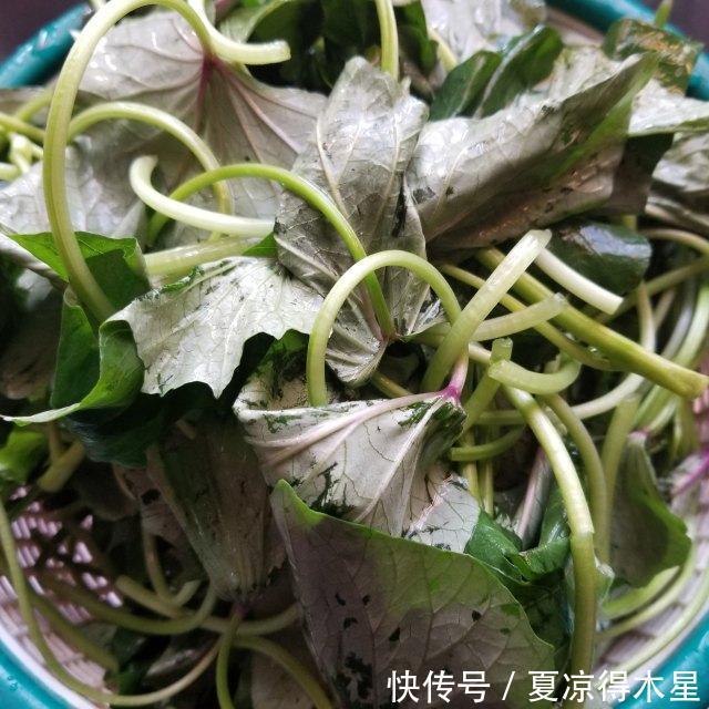  简单|清炒蕃薯叶，清爽小菜，简单好做