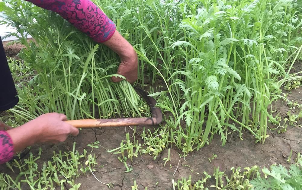 蔬菜|在北方沦为野菜，在南方却大量种植，2元一斤，下火锅很好吃