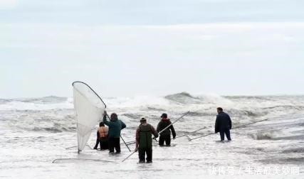 太湖|200吨太湖银鱼准备支援新西兰