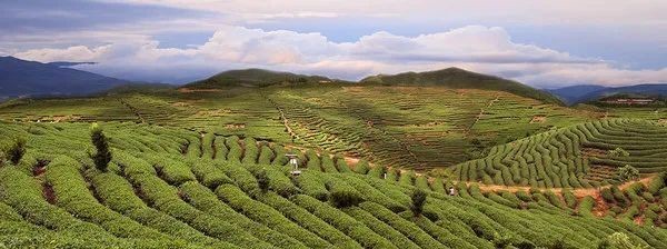 茶香|古田红茶:百年历史 茶香再次飘扬