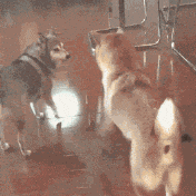 扫完|搞笑GIF:刚扫完地还得再扫一遍,大叔想离职的心都有了