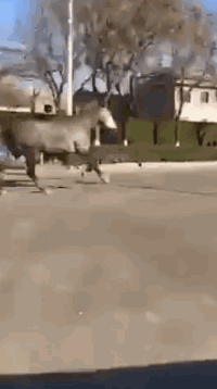 搞笑|搞笑GIF：为了一个渣男，至于么，他不要你我要你