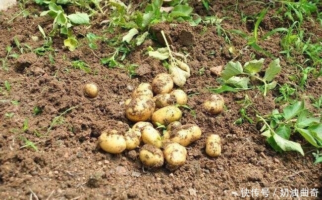 不妨|此菜堪称“地下苹果”!女人不妨多吃,排毒、美容抗衰老