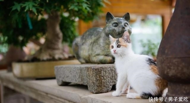  前来|观复猫天团上新，米麒麟前来报道啦