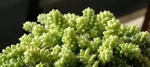 美爆|这种多肉吊起来养,所谓像一串串葡萄一样,美爆了
