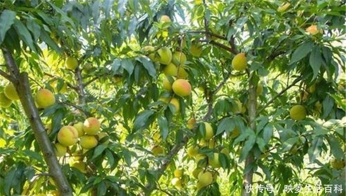 市场上|5年前还不多见,一斤8元成种植热门,如今却靠低价走量,真黄了