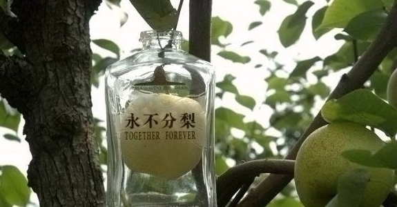进去|五粮液“永不分梨”酒,梨是咋进去的?网友:看完感觉智商受侮辱