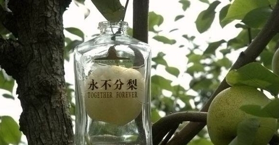 进去|五粮液“永不分梨”酒，梨是咋进去的？网友：看完感觉智商受侮辱