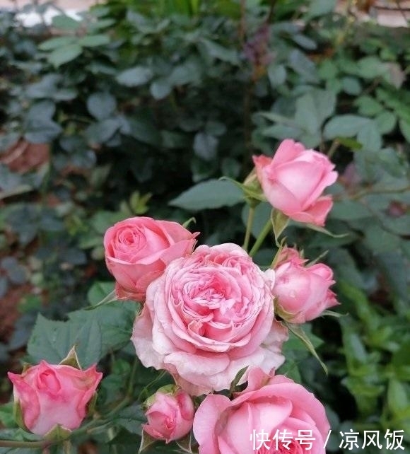 盆里|月季花立秋前夕,剪剪残枝条,盆里撒点肥料,秋天还能开一茬