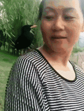  确认|搞笑GIF：确认过眼神，是想啄的人