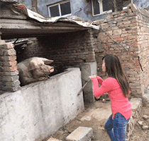 围住|搞笑GIF：带柴犬出门结果被一群妹子围住了