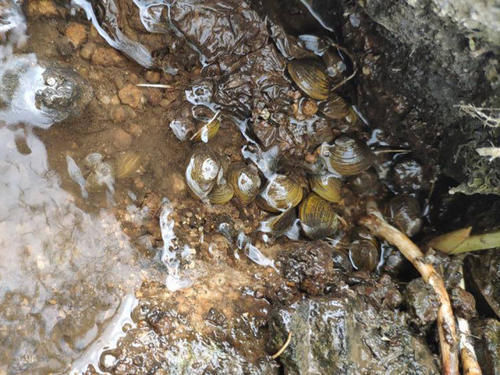 护肝|河沟里一种美味,7月最肥美,鲜甜可口不输海鲜,还能解酒护肝