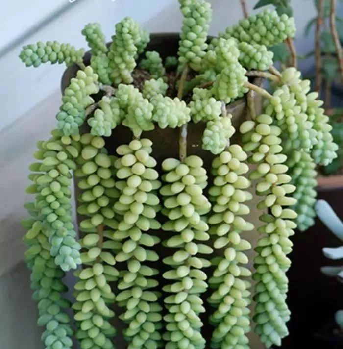 美爆|这种多肉吊起来养,所谓像一串串葡萄一样,美爆了
