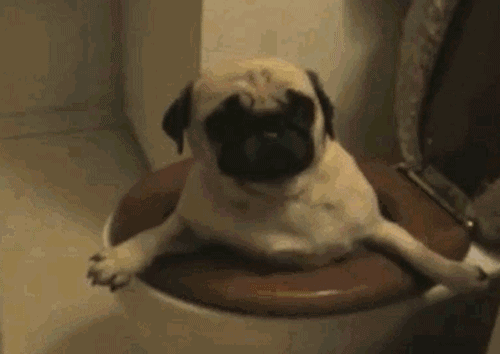  GIF|搞笑GIF：你怎么钻在这里面了！里面的水好喝吗？