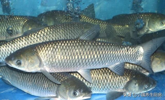 放置很久|买鱼时,遇到这五种鱼转身就走,浪费钱还不健康,内行人从来不买