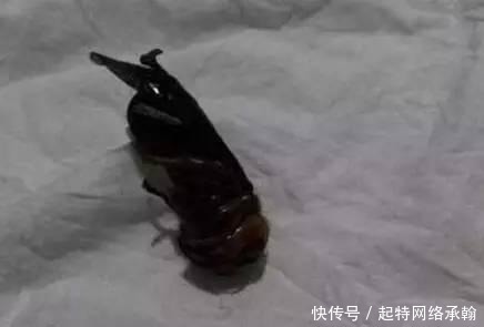  昏迷|2岁男童昏迷10多天 很多孩子都喜欢这么做