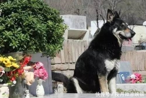队长|墓前守候10年,不畏风雨只为了等候主人重聚