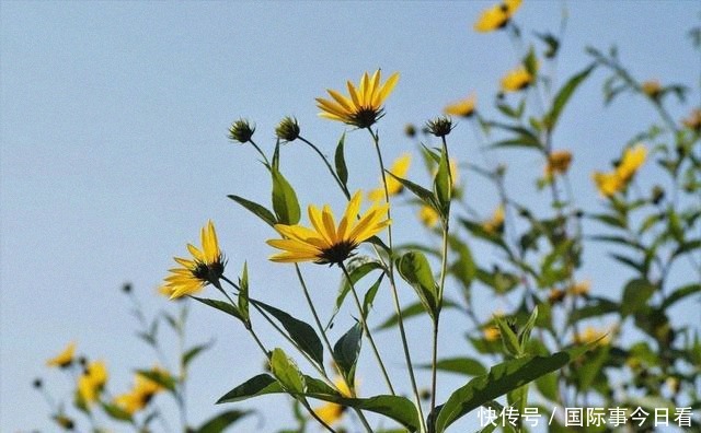 猪饲料|从女王的餐桌到猪饲料,只经过了十几年