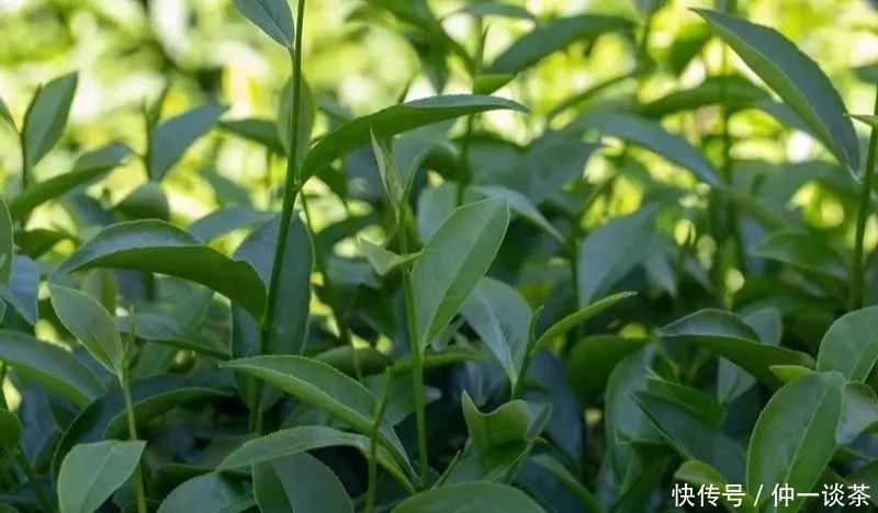 黄旦|有种茶不需要过多分辨,因为“未尝天真味,先闻透天香”了