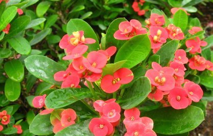 种花|喜欢养花，就养这4种花，漂亮好养花期长，用来净化空气最适合