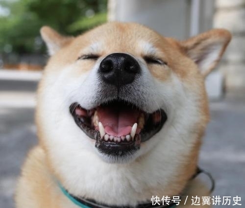 赶紧|将军上厕所发现一只小狗, 马上对属下说: 赶紧撤退, 违令者斩