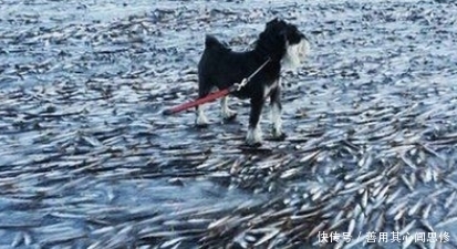 纳维亚半岛|奇闻!被冻死的动物竟有这个!