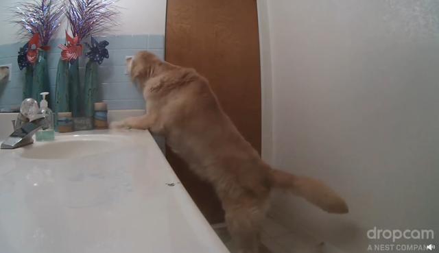 躲进|主人不在家,12岁狗狗怕打雷躲进厕所,一系列举动乖巧得让人心疼