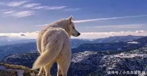 内脏|为什么有人说野外遇狼带上一包盐就可以救自己?