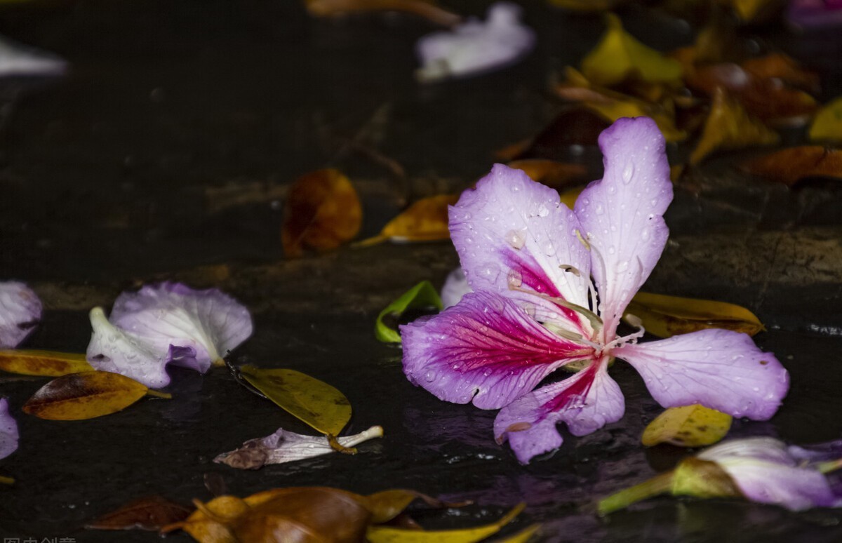 烟消暮雨残|心的站台,回首之时,落花的碎沾满了尘埃