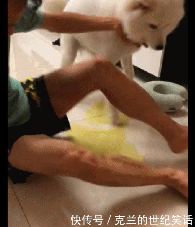  表演|主人给萨摩耶变魔术，狗狗却当场尿了，狗：给你表演尿是怎么来的