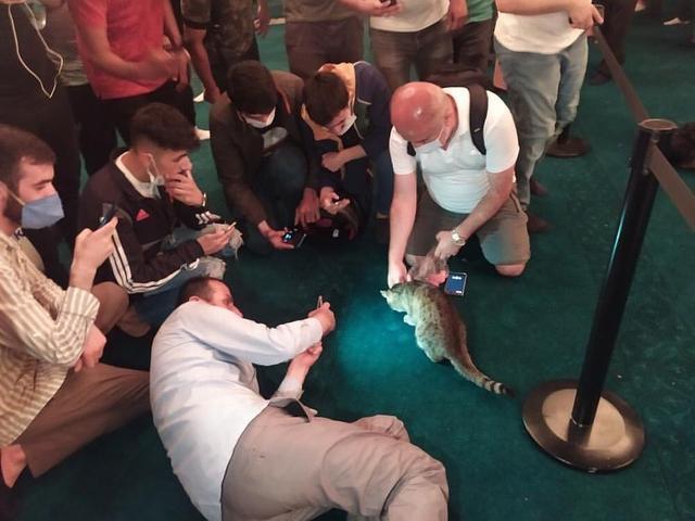流浪猫|工作16年镇馆猫咪恐遭驱逐!后来得到暖心回应:不会为难猫咪
