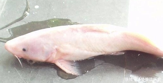 肥王|人称“肥王鱼”,酷似鲶鱼,身上有毒刺,比河豚还鲜美200元1斤