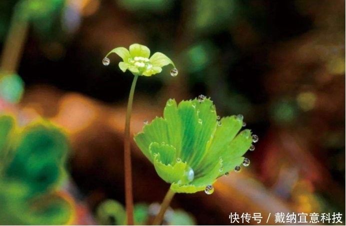  发现|活了6700万年的独叶草，民间传言其为“神药”，如今已成濒危植物