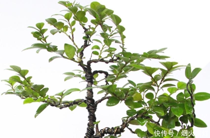 自古以来|此花自古以来就是帝王之木，镇宅之宝，有钱人都养它