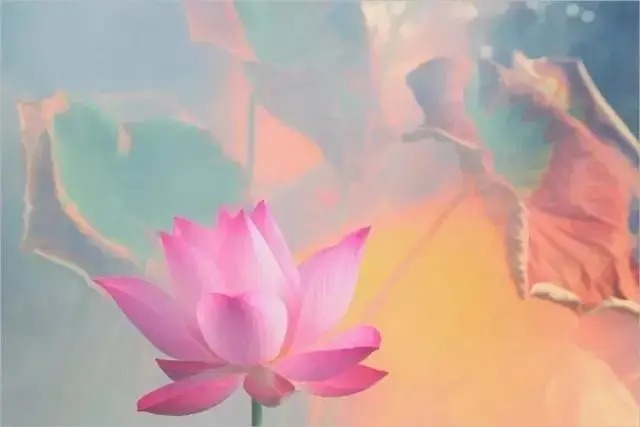  莲花|一个老外拍的荷花，惊艳