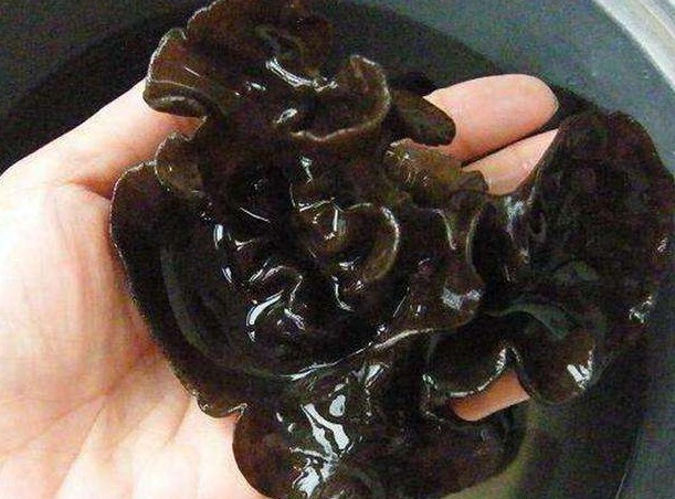  木耳|泡木耳不要只用水，学会这一招，1分钟就能泡发，木耳又大又软