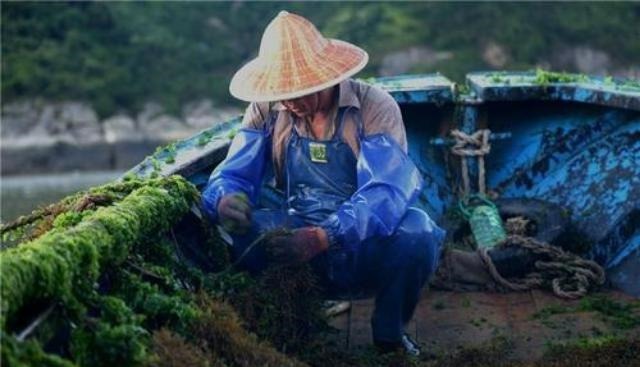 日本|日本人最爱吃的“长寿菜”,我国盛产却没人吃,营养比牛奶还高!