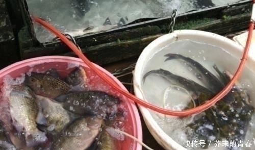 种鱼|去菜市场买鱼时,看到这3种鱼可以多买点,没法养殖只有野生的