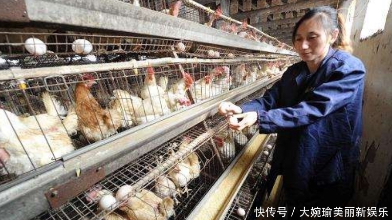 工厂|超市的鸡蛋并不是母鸡下的,看到工厂生产鸡蛋的过程,就懂了