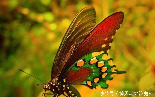  有福气|越胖越有福气的四个生肖女，天生的贵命，是最不应该减肥的生肖