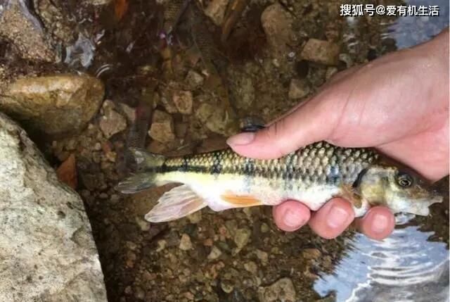 红烧|农村这种鱼,一般生长在水流清澈的小溪里,咬钩凶猛,红烧之后鲜香不腥