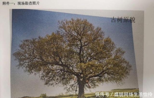  保险公司|朴树被“撞断”树枝，司机要赔13.7万！