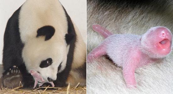 体重|大熊猫身高一米八,体重180公斤,为何幼崽却像只“小老鼠”?