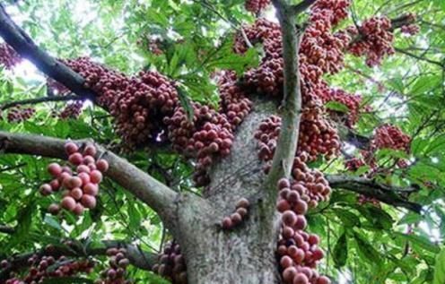 道理|山竹为啥卖那么贵看了它的采摘过程,才知道贵有贵的道理