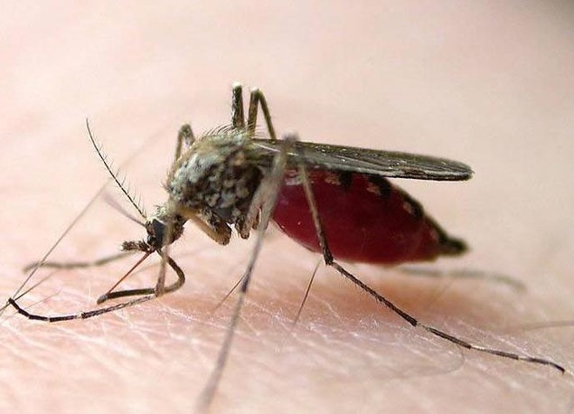  吸血|蚊子吸血的原因，表面是为了填饱肚子，实则另有原因