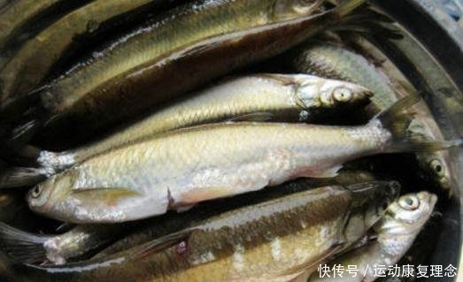 公认|公认最好吃的五种鱼,吃过三种不算啥,全吃过的才是真正的吃货