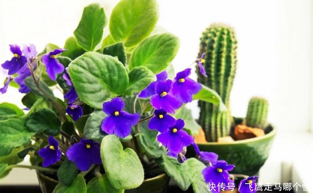 想长|养花的时候加点它们,让花蹭蹭长,想长不好都难!