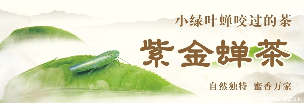 口感|紫金蝉茶特点介绍,工艺,香味,口感样样独特!