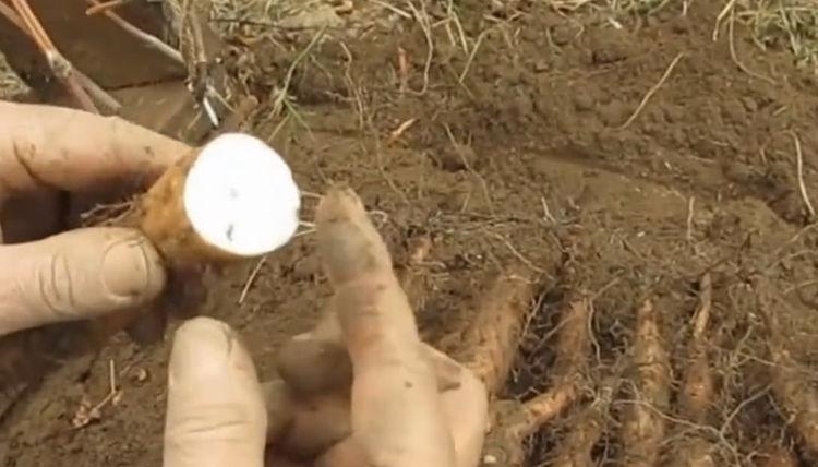  至今|买山药时注意了, 看到这3种情况就别买了, 很多人至今还不知道